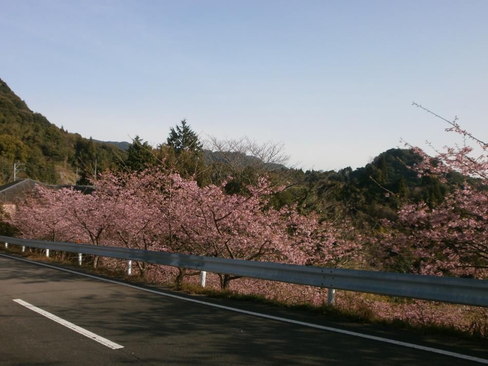 H28河津桜