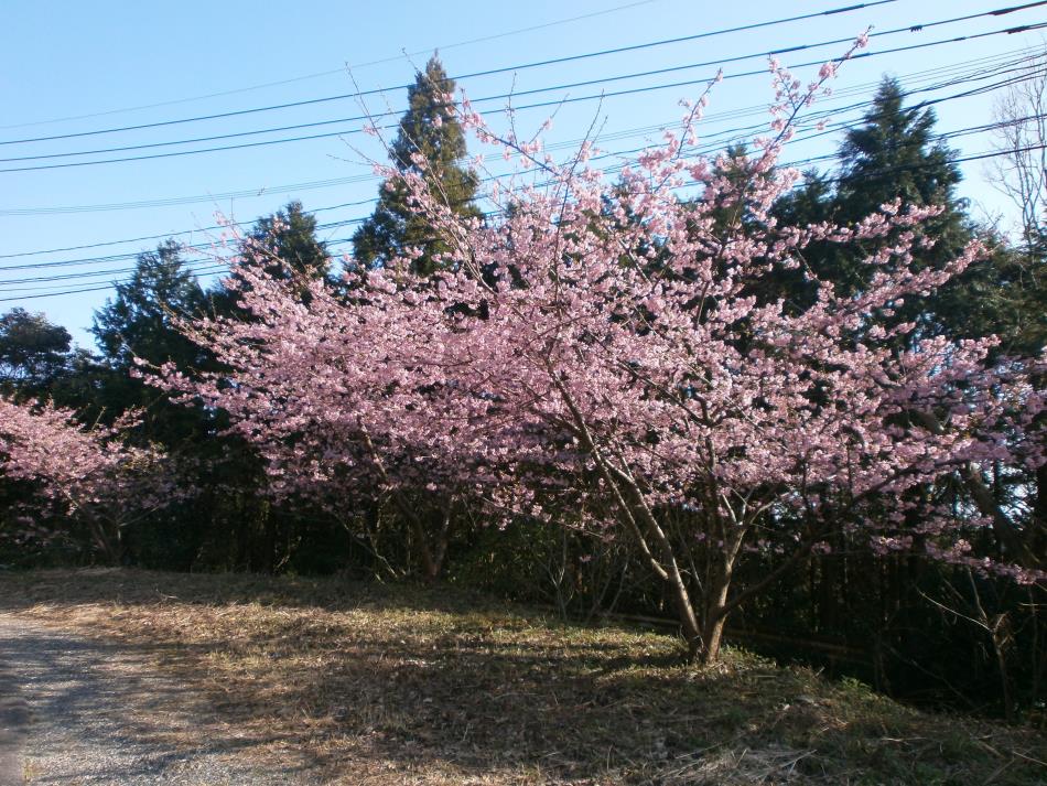 H28河津桜