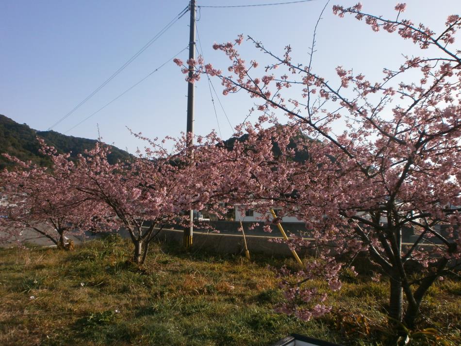 Ｈ28河津桜