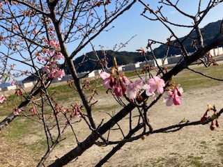 Ｒ４河津桜