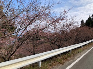 河津桜２月