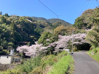 深海ダム桜