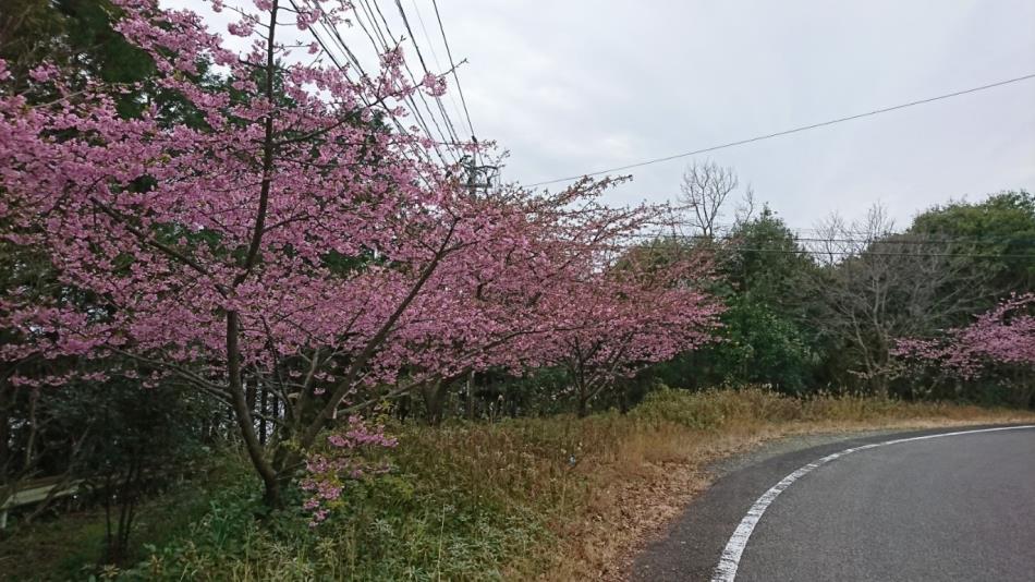 H31河津桜