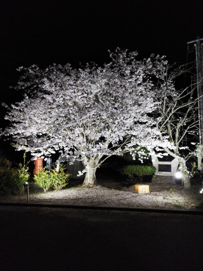 夜桜saizuhennkou 