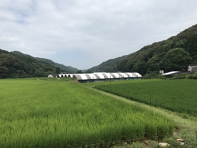 山浦梅雨