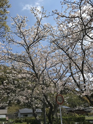 竜の桜　２