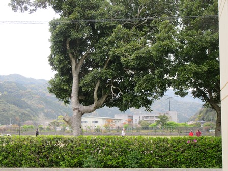開花情報