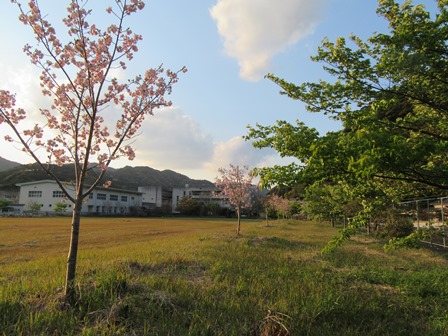 開花情報