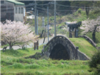 眼鏡橋