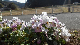 花音ビオラ　１