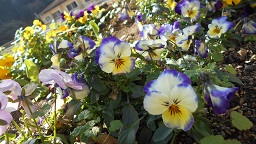 花音ビオラ　２