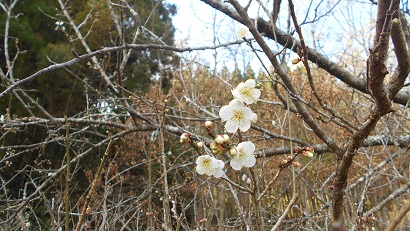 早くも梅の花