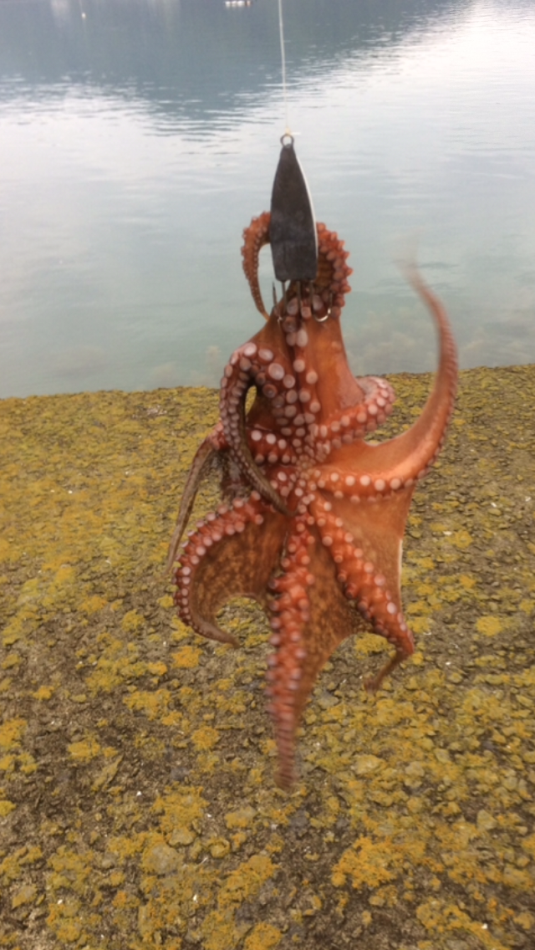 タコ