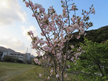 開花情報