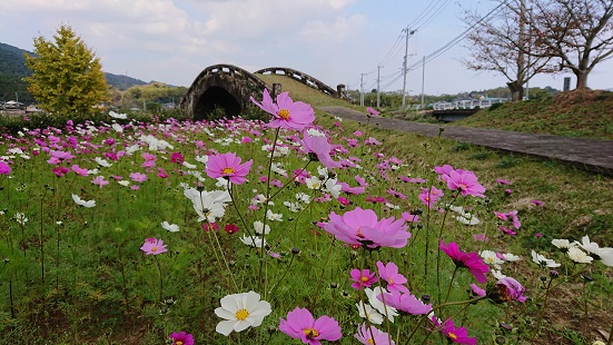 こすもす