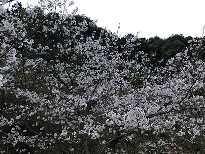 坂の桜