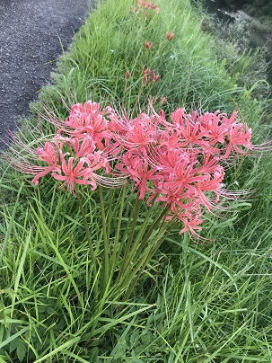 赤彼岸花
