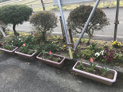 プランターのチューリップ