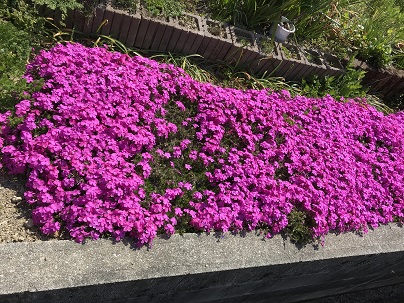 家庭芝桜
