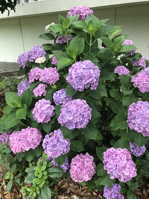 紫陽花　6月２５日