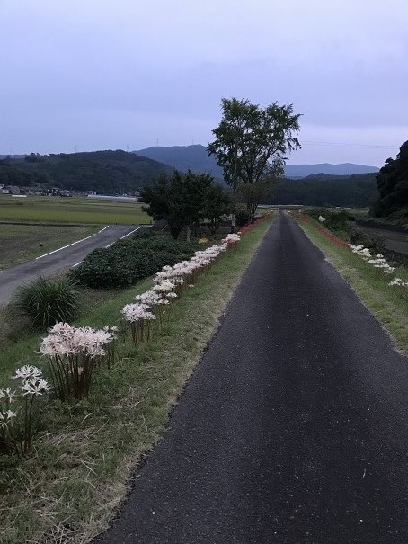 彼岸花満開