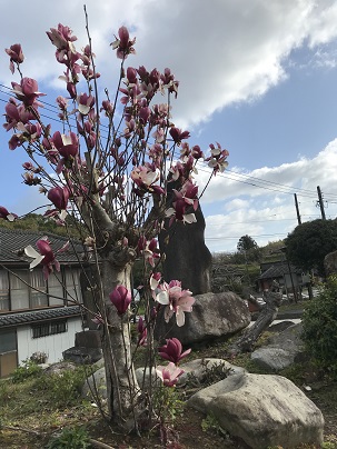 木蓮裏側