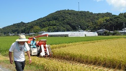 家族稲刈り　１