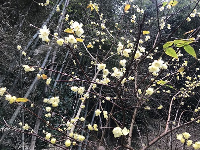 増え蝋梅