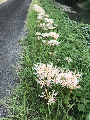 白彼岸花