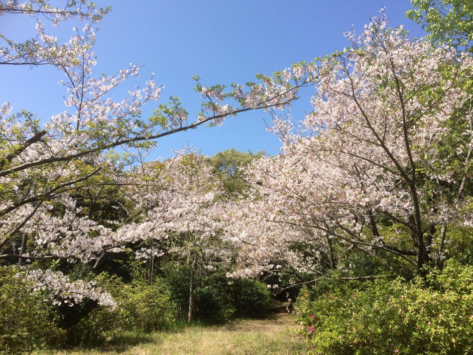 桜