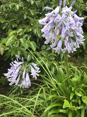 花　２