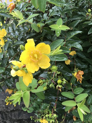 花　１