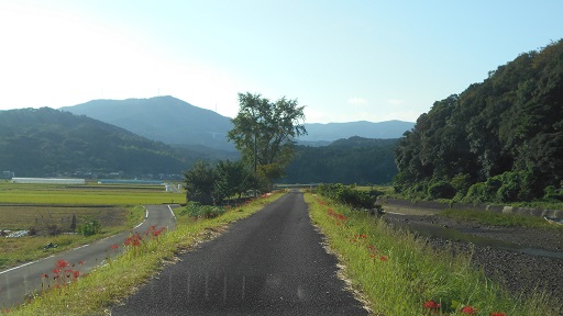 令和の彼岸花２