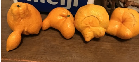おもしろデコポン