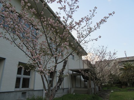 開花情報