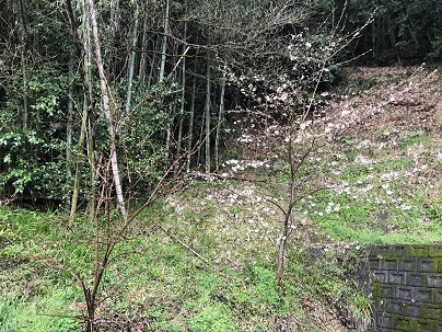 桜と蝋梅