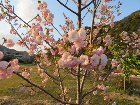 開花情報