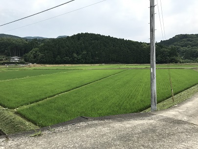 下から見た七つ江