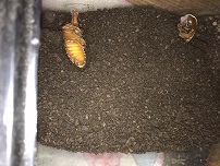 さなぎ