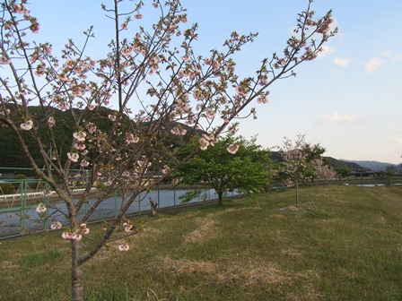 開花情報
