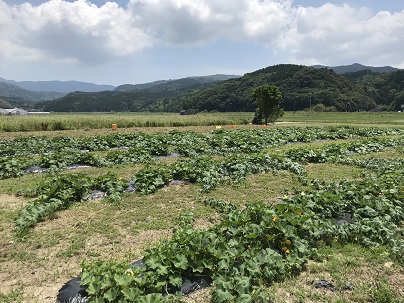 お天気かぼちゃ