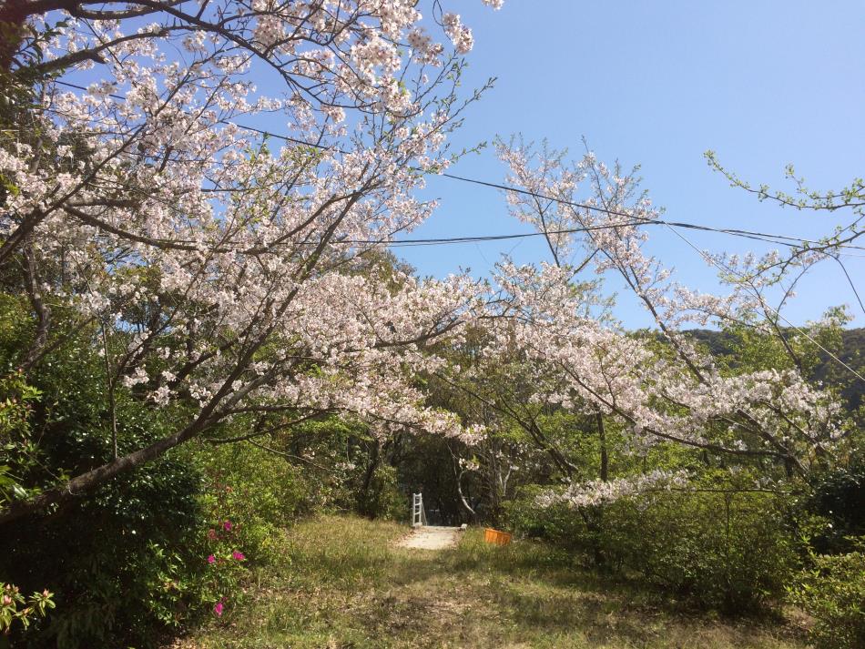 桜
