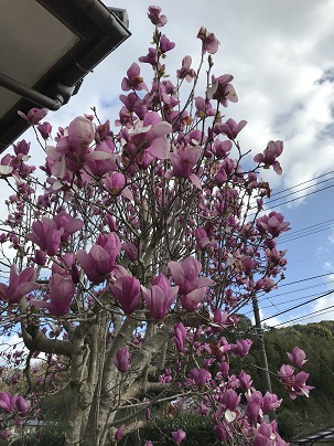 紫木蓮
