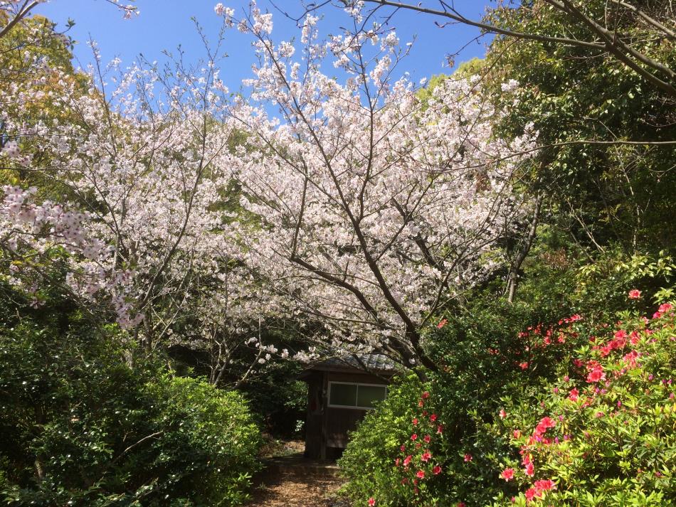 桜