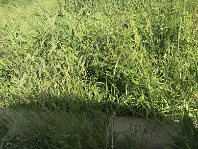 密です２