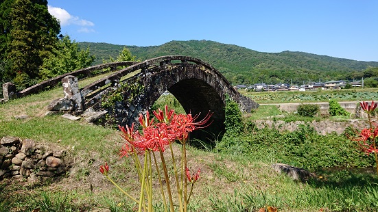 ひがんばな