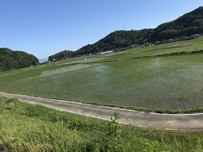 みどり２