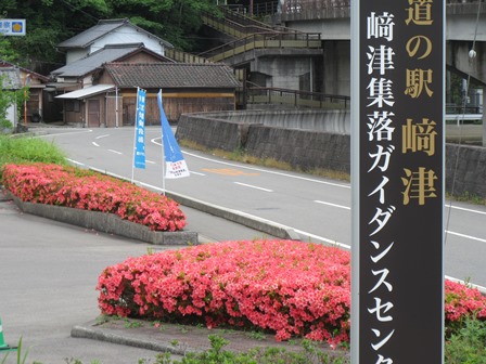 満開のさつき