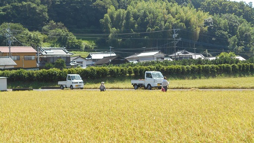 黄金の稲