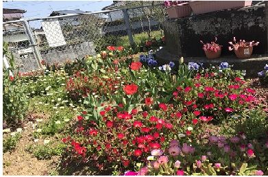 島子の花壇